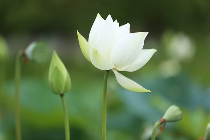 15 cách tích đức không tốn một đồng mang lại phúc báo trọn đời, ai làm được ắt sung sướng