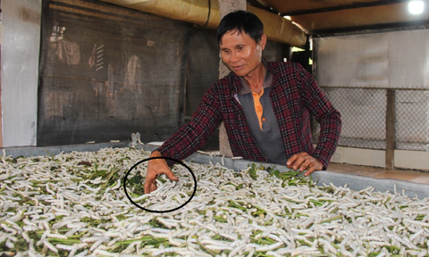 Anh nông dân nuôi con ăn no lại nằm, nào ngờ thu 1 tỷ đồng mỗi năm